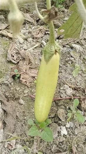 #food #nature #beauty