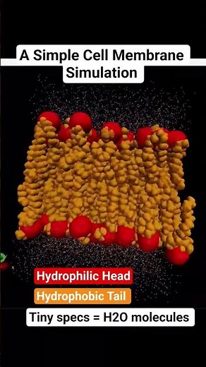 A Simple Cell Membrane Simulation #phospholipids #lipid #watermolecule #membrane #cellbiology