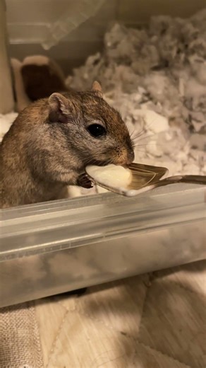 【ネズミ】ヨーグルトを食べるネズミ