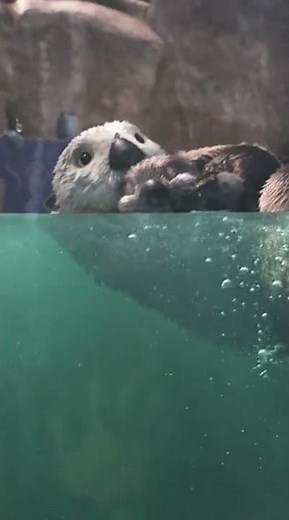 Marlin Gets Them Stuck In Aquarium | Dory Gets Distracted by Cuddling Otters - Finding Dory Scene 44