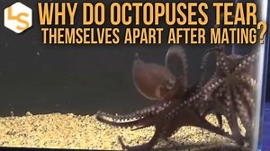 🐙 Octopus mothers slam themselves against rocks and eat their own arms before their eggs hatch. Scientists have discovered what leads to the self-destruction. More deep sea discoveries→ https://trib.al/WRRCsC0 | LiveScience