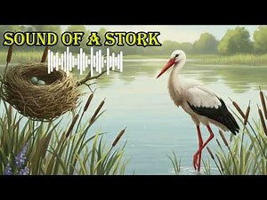 SOUND OF A STORK 🔊 What does a stork sound