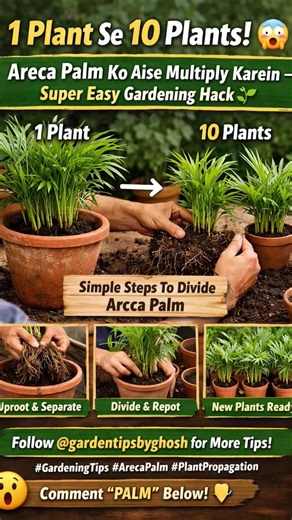 1 Plant Se 10 Plants! 😲 Areca Palm Ko Aise Multiply Karein – Super Easy Gardening Hack 🌱