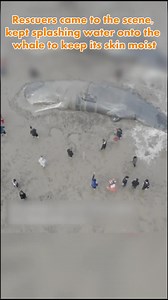 🐳Sperm whale stranded in Zhejiang released back to sea Fishermen found a stranded #spermwhale in the waters in Xiangshan county, East China's Zhejiang Province, on Tuesday Morning. Rescuers came to the scene, kept splashing water onto the #whale to keep its skin moist, and waited for the rising tide to tug it back to deep waters. At dawn on Wednesday, rescuers successfully released the whale back to the #sea. | WE ARE CHINA