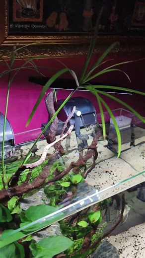 the ultimate tank set-up 😍