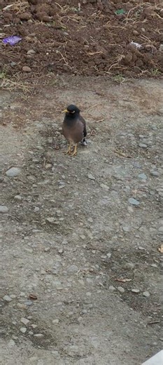 Original voice of Mynna bird.