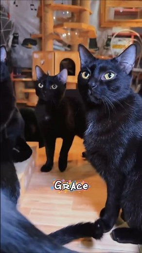 The Magic of Black Cats 🐈‍⬛✨ | Halloween’s Most Misunderstood Icon