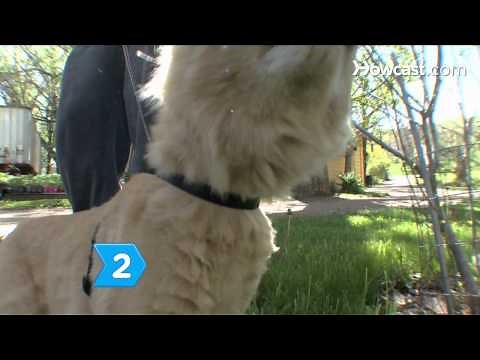 How to Identify the Causes of Cat Sneezing