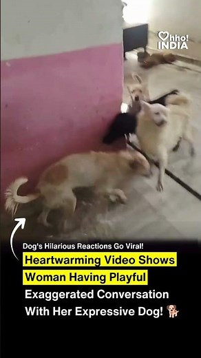 Heartwarming video shows woman having playful exaggerated conversation with her expressive dog! 🐕🗣️