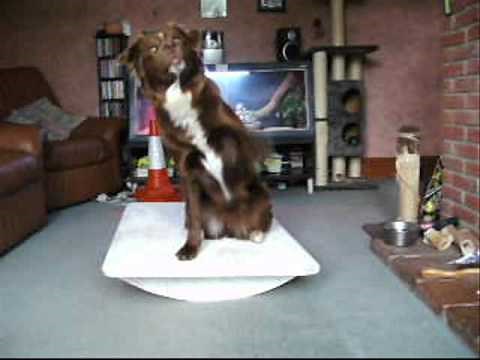 Dogs: How to make a Wobble Board