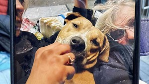 Officers use Taser to subdue dog after firearm discharged outside Boston Public Library