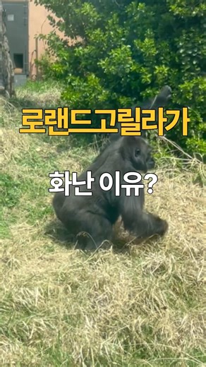 (끝까지시청)로랜드고릴라가 화난 이유?