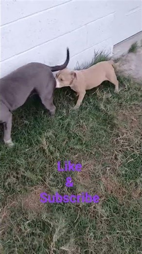Two American Bully Puppies Fawn & Blue Color #dog #americanbully #pitbull#shorts#short#bullybreed