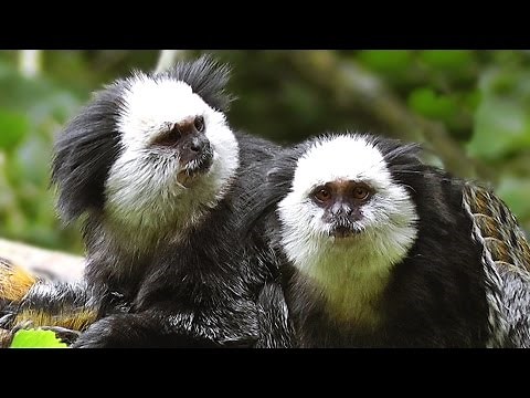 Geoffroy's Marmoset