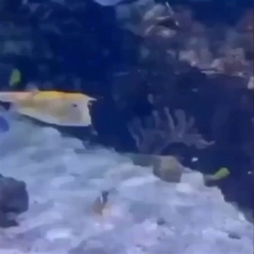 🔥VIRAL: THE INTERNET SAYS THIS FISH LOOKS LIKE TRUMP TAKING OVER THE STRAIT OF HORMUZ 🐟