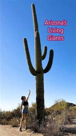 Saguaro National Park: Arizona’s Incredible Giant Cactus Forest 🌵