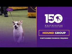 Portuguese Podengo Pequenos | Breed Judging 2026
