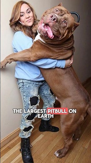 The Largest Pit Bull On Earth #shorts #dogs #pitbull #doglover #hulk