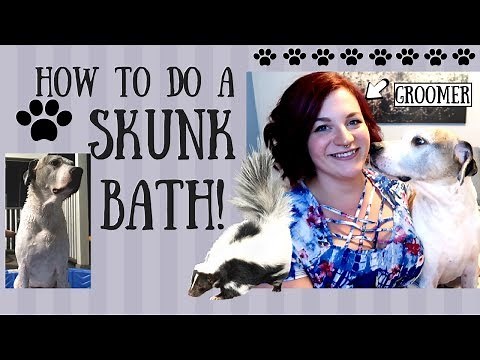 HOW TO GET SKUNK SMELL OFF YOUR DOG! PRO GROOMER DOES SKUNK BATH AT HOME WITH AN EASY RECIPE!