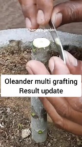 Oleander multi grafting result update #reelsfb #kaner #shampysgarden #tips #art #skill #graft #gardening #reels #home | Shampy's Garden