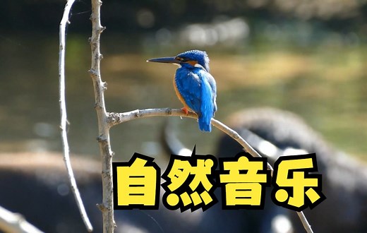 【纯音乐 大自然音乐】非常美妙的旋律，倾听大自然最原始的声音_哔哩哔哩_bilibili