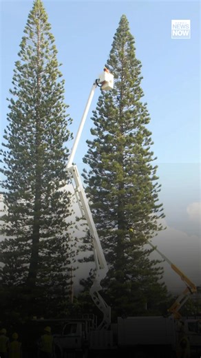 37K views · 355 reactions | It's beginning to look a lot like Christmas  The city harvested a majestic Cook pine from a home in Kahala this morning. The tree will take center stage at the upcoming Honolulu City Lights holiday event.⬇️ | Hawaii News Now | Facebook