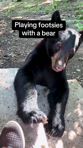 Originally this bear was interested in smelling my cell phone. From there it went to my feet. We ended up playing footsies. I did not feel his claws in any way during our playtime. #bear #nature #wildlife #animals #play