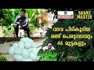 Vava Suresh catches two pythons and picks up their 46 eggs | Snakemaster EP 450