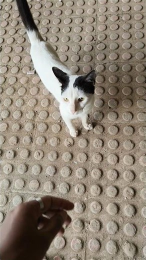 Cat Meows Like a Human?! 🐱🔥 | #shorts #catlovers #cat #catvideos