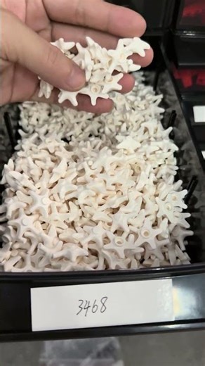 LEGO Part x112 Starfish : Sea Star