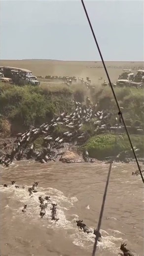 Massive Wildebeest Herd Plunges Down Riverbank in Masai Mara