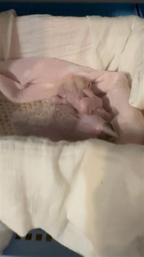 19K views · 1.4K reactions | Good morning from the ‘crew’. My nursery atm.. all are full, beds clean and dry, all are happy and contented. In two hours time I will be starting again with changing beds, de-pooping everyone and Budrose and Bug will want another feed… my life!.. 藍..and I wouldn’t change it for the world 殺❤️ | Macaws And More | Facebook