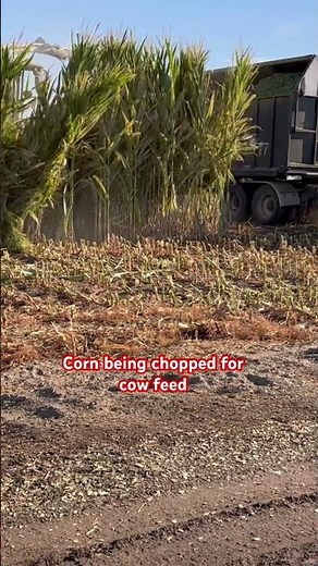 Making corn silage #silage
