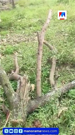 മറയൂർ വീണ്ടും ചന്ദനമോഷണം; രണ്ടാഴ്ചയ്ക്കിടെ രണ്ടാം തവണ #Marayoor #SandalwoodTheft #Idukki