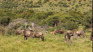Blue wildebeest (Connochaetes taurinus) grazing in natural habitat, Mokala National Park, South Africa
