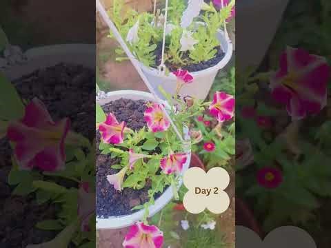 Part 1 how I brought my sick looking Petunia's back to life.