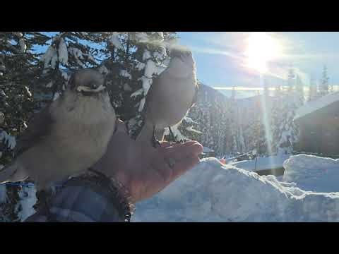 A Little God‑Wink in Manning Park