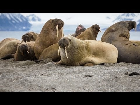 35,000 walruses on Alaska shore a sign of tremendous change