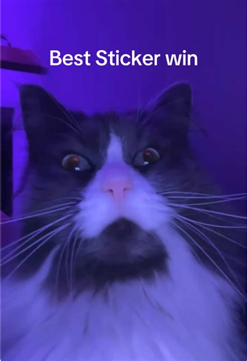 Best Sticker win #sticker #cat #fy #viral #100k | stickers