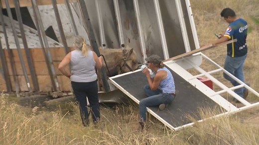 Concerns over horse welfare following traffic crash