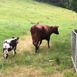It’s 12 years ago this month that I first moved to Puggle Farm, my first foray into the rural lifestyle. Little did I realise then the power people have in their food choices to make a difference to the land that feeds us. What you eat matters. It matters not just to personal health, but the health of your community, the health of the soil that feeds us, and the health of the globe. I was so naïve planting my first garden, meeting Hans and Esther, the local goat’s cheese producers, that first Ja