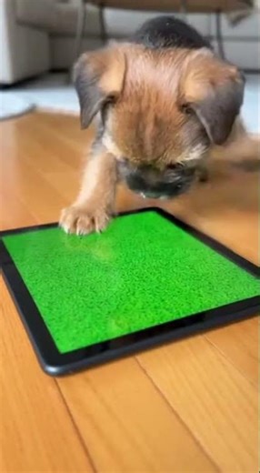 Tiny Puppy vs. Digital Bug:The Rematch.,😤#shorts#puppylove#borderterrierpuppy#puppylife#cuteanimals