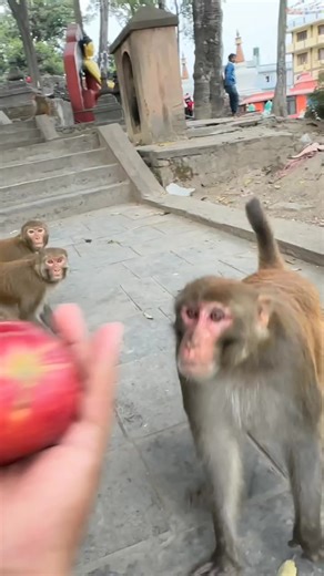 Feeding Monkey Moments #FeedingMonkey #MonkeyLife #CuteMonkey #MonkeyLovers #MonkeyDaily #MonkeyWorld #usa #usareels | Feeding Monkey4 | Facebook