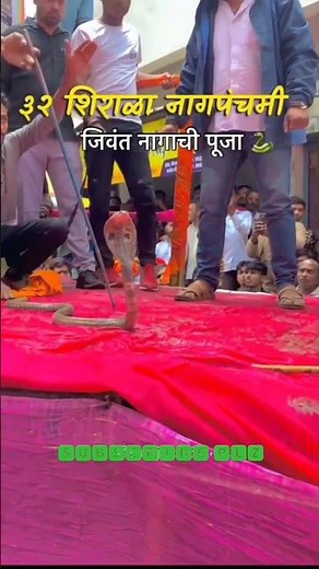 🐍जिवंत नागाची पूजा🐍बत्तीस शिराळा🙏#नागपंचमी #sangli #shirala #trending #festival #cobra #naag #shorts