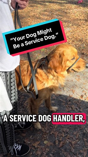 You don’t have to start a service dog as a puppy. And you don’t need a “perfect” dog either. This dog wasn’t trained from 8 weeks old. He’s not a specific breed. He just had some normal stuff going on—pulling on leash, jumping, big feelings. Before service work comes calm. Before tasks comes clarity. Before public access comes a dog who can think. We change the dog’s perception. We change the behavior. We coach the human. Then we build public access. Then we train tasks that actually support the