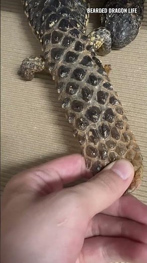 ASMR! Pinecone Lizard Shedding Skin Old #reptiles #lizard #asmr #pineconelizard