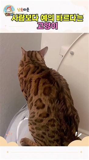 Amazing behavior of a cat using the toilet like a human #cat #housecat #petcat #kitty #catshorts ...