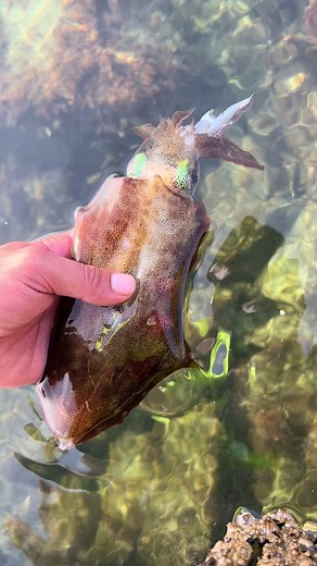 Catch and Release Squid Fishing in Adelaide