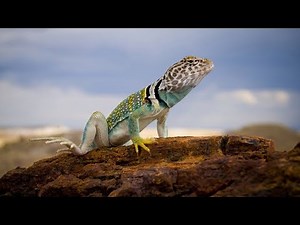 Introduction to Amniota: Characteristics of the Amniotes