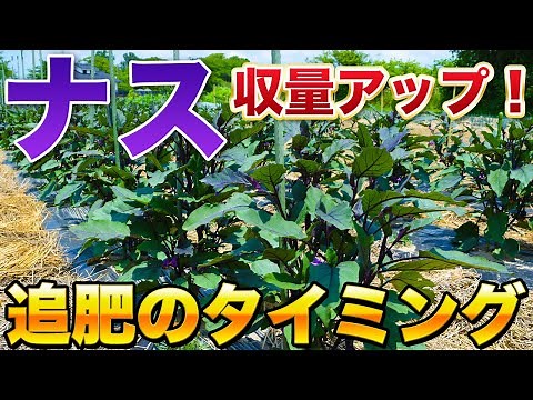 【ナス栽培】追肥をするタイミングと見極め方！ナスは肥料食いなので肥料をしっかり与えましょう！